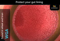 WGA-COULD THIS PROTEIN BE THE CAUSE OF YOUR LEAKY GUT?