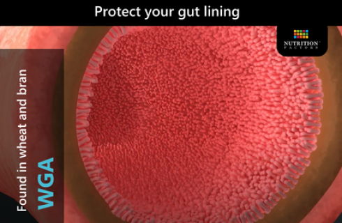 WGA-COULD THIS PROTEIN BE THE CAUSE OF YOUR LEAKY GUT?